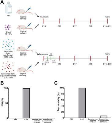 Exosomes from Ureaplasma parvum-infected ectocervical epithelial cells promote feto-maternal interface inflammation but are insufficient to cause preterm delivery